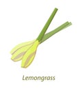 Lemongrass stalk stem plant white isolated vector