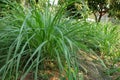 lemongrass plant