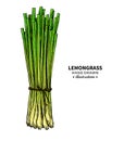 Lemongrass vector drawing. Isolated illustration of leaves. Organic essential oil sketch.