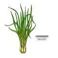 Lemongrass vector drawing. Isolated illustration of leaves. Organic essential oil sketch.