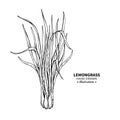 Lemongrass vector drawing. Isolated vintage illustration of leaves. Organic essential oil engraved style sketch.