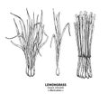 Lemongrass vector drawing. Isolated vintage illustration of leaves. Organic essential oil engraved style sketch.