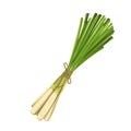 Lemongrass vector illustration