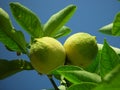 Lemons Royalty Free Stock Photo