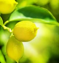 Lemons Royalty Free Stock Photo