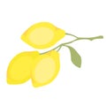 Lemons branch flat simple illustration