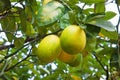 Lemons on a branch