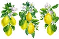 Lemons Branch ripe lemons with flowers and leaves on a white background. Set of watercolor illustrations of fruits
