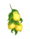 Lemons on a Branch. Watercolor lemon tree. illustration of yellow lemons on the branch of a lemon tree.