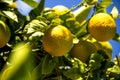 Lemons on the branches close-up