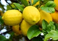 Lemons