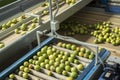 Lemons on conveyor belt in food factory