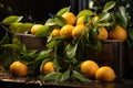 Lemons, files and oranges in a wooden box wit Royalty Free Stock Photo
