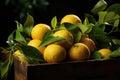 Lemons, files and oranges in a wooden box wit Royalty Free Stock Photo