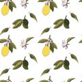 Lemons floral seamless fresh organic citrus fruits vector eps pattern on white background Royalty Free Stock Photo