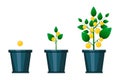 Lemons flowerpot growth. Natural background. Floral background. Vector illustration. Royalty Free Stock Photo