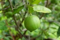 Lemons fruit plant in nature background.