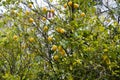 Lemons fruits ripening on fruiting lemon tree natural background