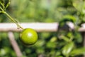 Lemons in the garden where farmers wait to harvest