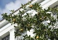 Lemons on green tree branches against the sky