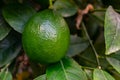 Lemons grow on a branch in a garden close up. Close up green color organic lemon citrus fruit on tree Royalty Free Stock Photo