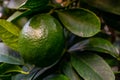 Lemons grow on a branch in a garden close up. Close up green color organic lemon citrus fruit on tree