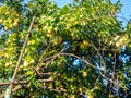 Lemons grow on a tree. Lemons ripened in the garden. Yellow fruits on the bush. Winter season in Georgia. Winter harvest