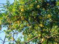 Lemons grow on a tree. Lemons ripened in the garden. Yellow fruits on the bush. Winter season in Georgia. Winter harvest