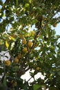 Lemons grow on tree