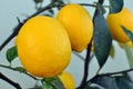 Lemons growing on a Lemon Tree