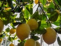 Lemons Hanging from the branch of lemon tree in the sunny day in Spain Royalty Free Stock Photo