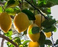 Lemons Hanging from the branch of lemon tree in the sunny day in Spain. Close up Royalty Free Stock Photo