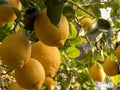 Lemons Hanging from the branch of lemon tree in the sunny day in Spain. Close up Royalty Free Stock Photo