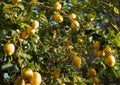 Lemons Hanging from the branch of lemon tree in the sunny day in Spain Royalty Free Stock Photo