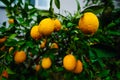 Lemons Hanging on a Lemon tree