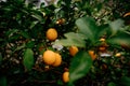 Lemons Hanging on a Lemon tree