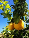 Lemons Hanging on a Lemon tree