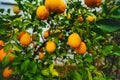 Lemons Hanging on a Lemon tree