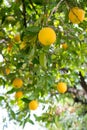 Lemons Hanging in a Tree Royalty Free Stock Photo
