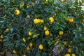 Lemon garden ready for harvest. Bunches of fresh yellow ripe lemons with green leaves