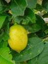 lemons hanging on the tree are yellow in between the green leaves almost ripe