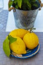 Lemons with lemon leaves on a blue plate