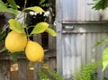 Lemons on a lemon tree in the garden. Fruit of lemon, on the branch Royalty Free Stock Photo