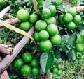 lemons, lemon tree, lemon leaves, sour taste Royalty Free Stock Photo