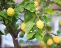Lemons, lemon trees, Royalty Free Stock Photo