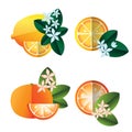 Lemons and oranges illustration