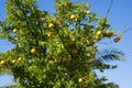 Lemons growing in a garden in Perth, Western Australia Royalty Free Stock Photo