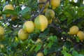 Lemons ripening Royalty Free Stock Photo