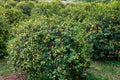 Lemons ripening in orchards on the island of Sicily Royalty Free Stock Photo