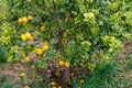 Lemons ripening in orchards on the island of Sicily Royalty Free Stock Photo